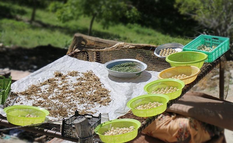 تولید سبزی خشک و جوانه‌های خوراکی؛ اشتغالی پایدار در روستا