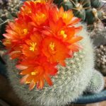cactus-flowering