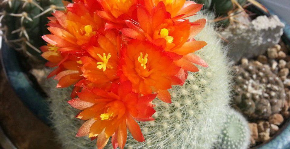 cactus-flowering