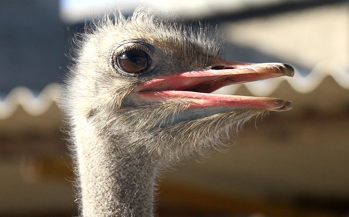 a-lucrative-business-and-an-intractable-animal