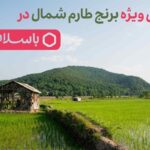 کمپین برنج- خرید برنج شمال- مجله باسلام