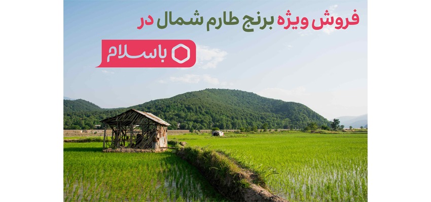 کمپین برنج- خرید برنج شمال- مجله باسلام
