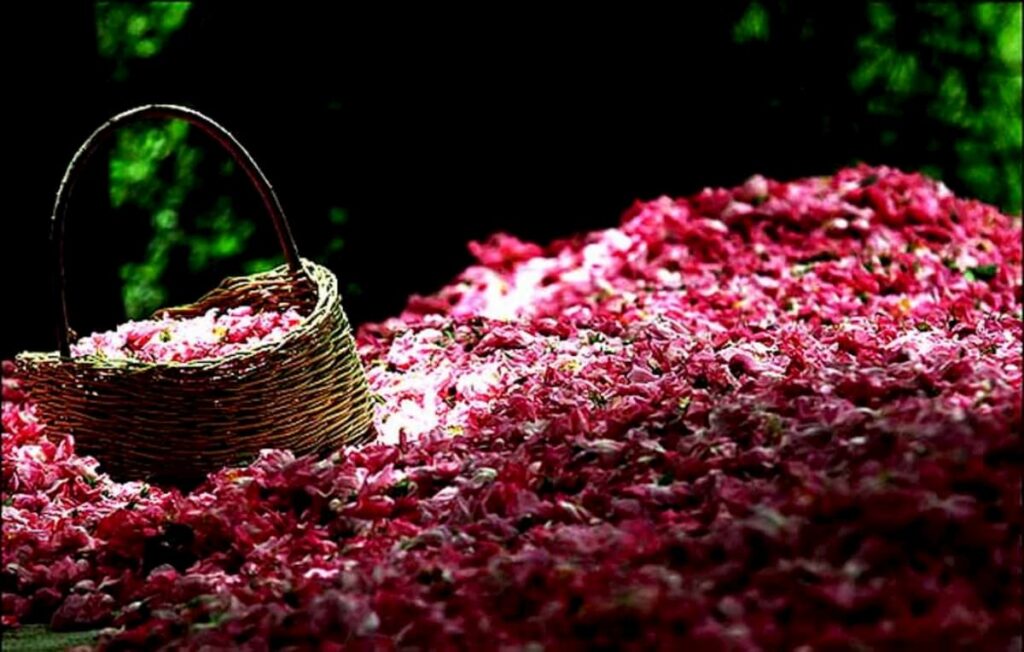 گلابگیری در کاشان- جشنواره گلاب کاشان- مجله باسلام