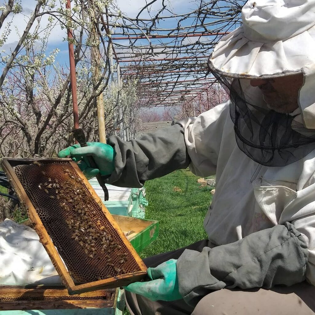 کندوهای عسل در طبیعت-عسل با کیفیت تدین-مجله باسلام