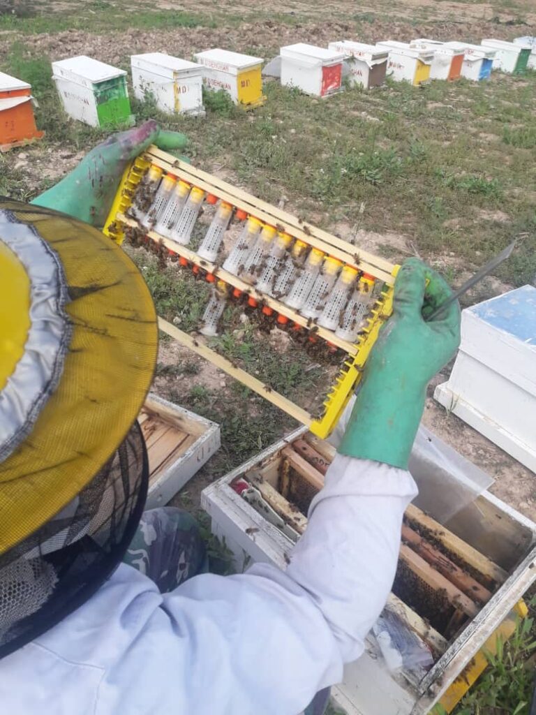 عسل طبیعی-عسل با کیفیت تدین در دل طبیعت-مجله باسلام
