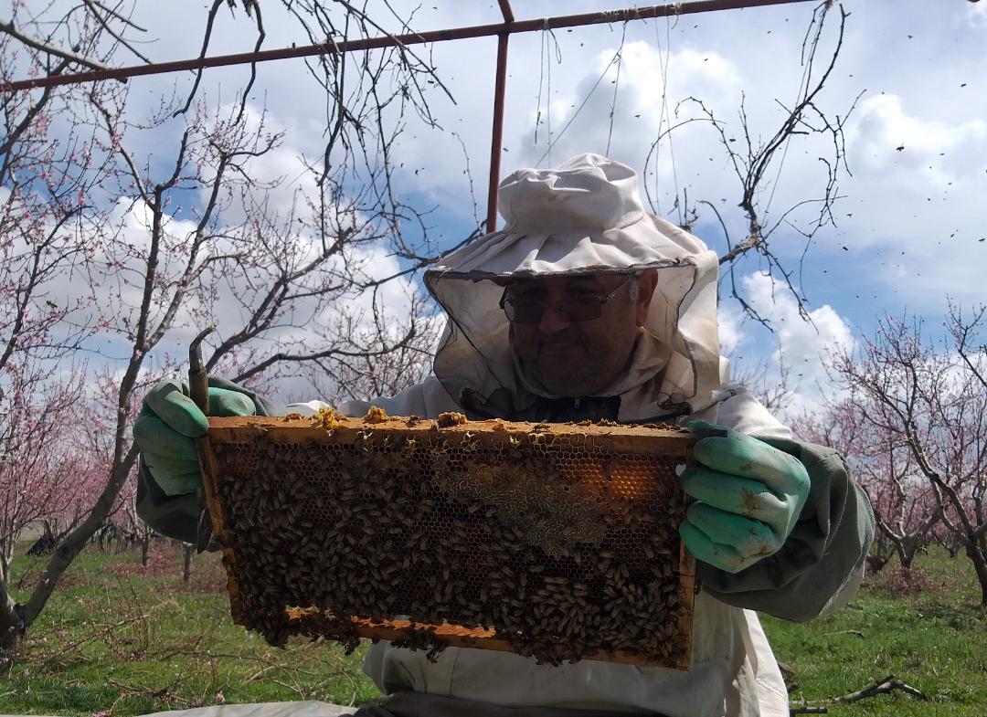 از کارمندی بانک تا کندوداری برای تولید عسل با کیفیت