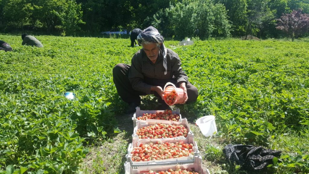 برداشت توت فرنگی های تازه در کردستان- محصولات محلی کردستان- مجله باسلام