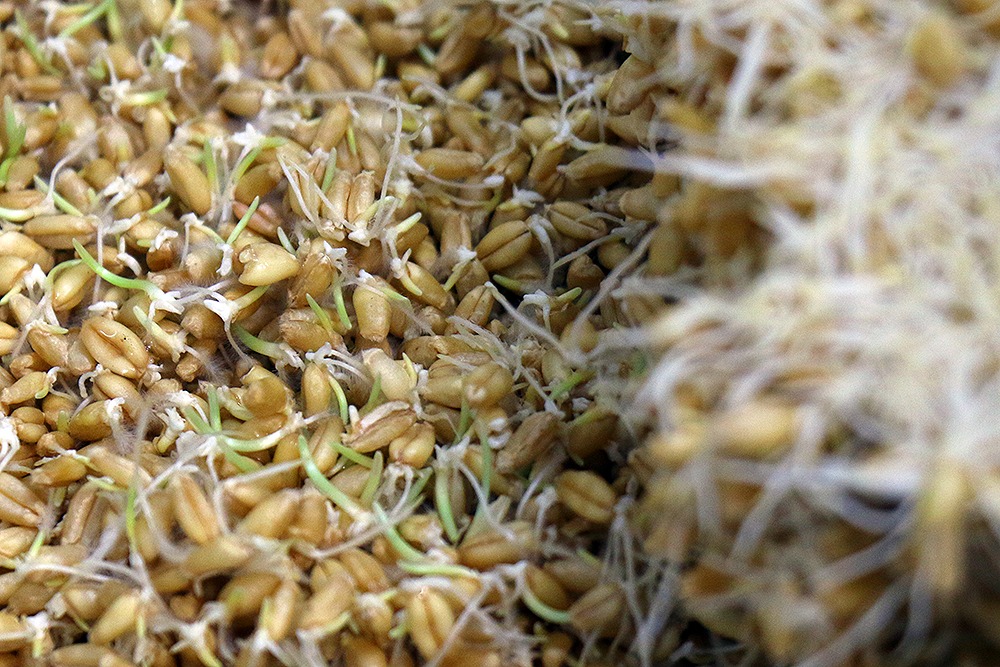 بازار باسلام - basalam - وبلاگ باسلام - مشاغل روستایی