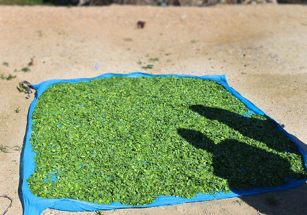 بازار باسلام - basalam - وبلاگ باسلام - سبزی خشک