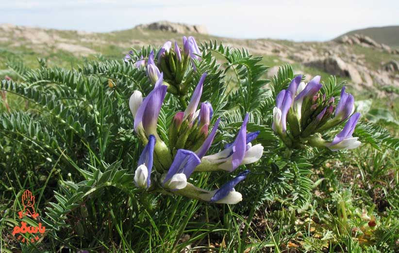 محل رشد گون