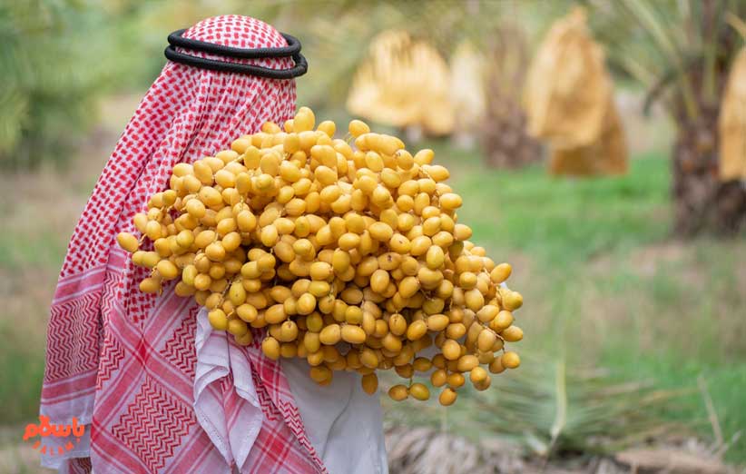 چند نوع خرما در ایران داریم؟ + انواع خرما استان های مختلف