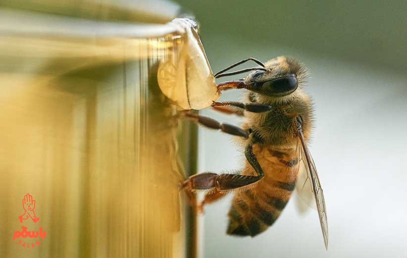 عسل تغذیه‌ای چیست