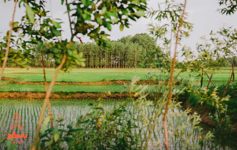 محل کشت برنج هاشمی