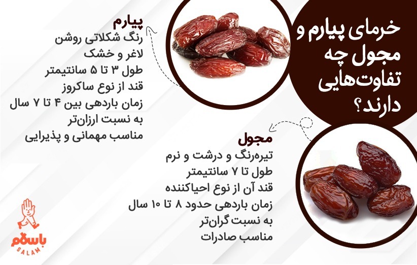 تفاوت خرما پیارم و خرما مجول