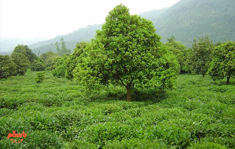 محل کشت چای