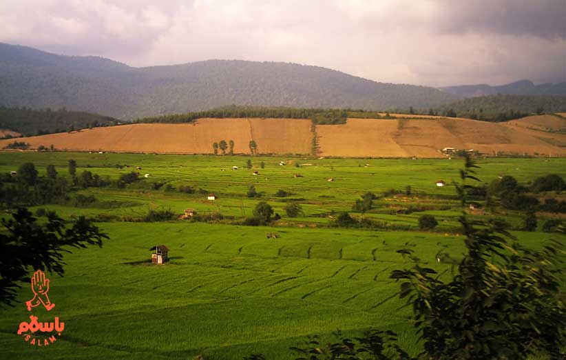 برنج مازندران