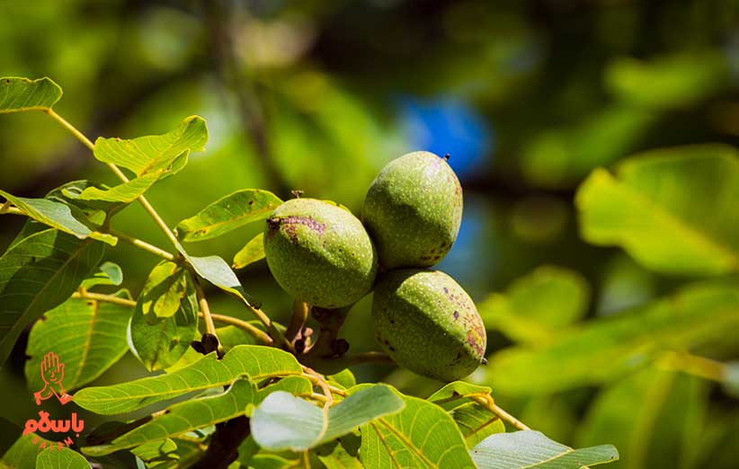 گردو پوست سبز