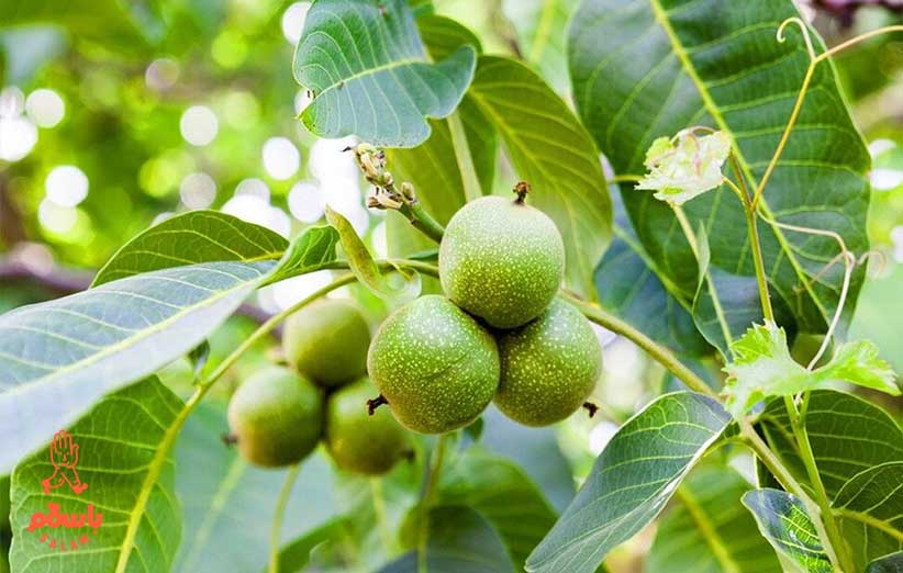 بهترین نژاد گردو