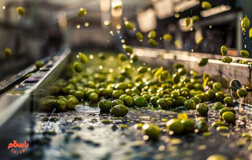 فواید انواع زیتون برای زنان و مردان و کودکان + طبع و روش مصرف