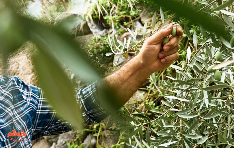 خواص زیتون برای مو