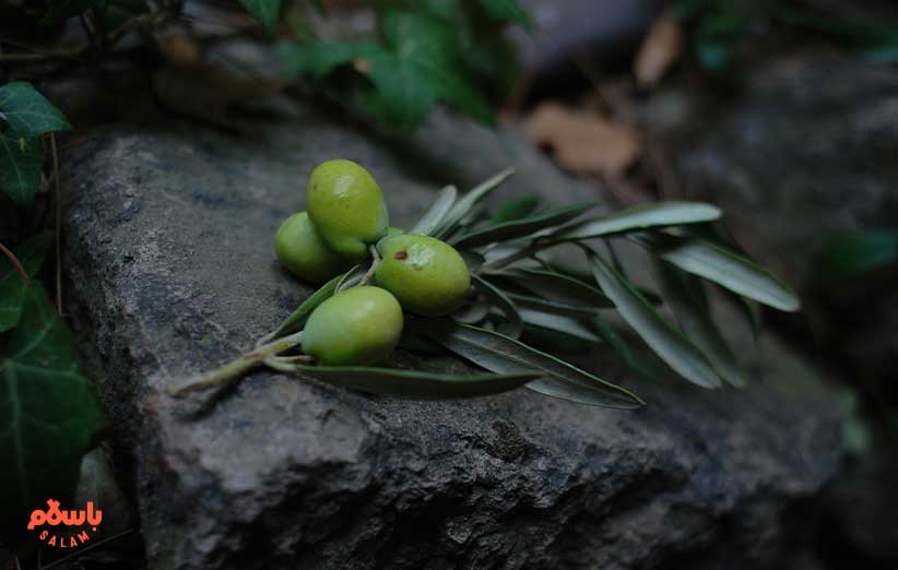 خواص و فواید زیتون سیاه و سبز