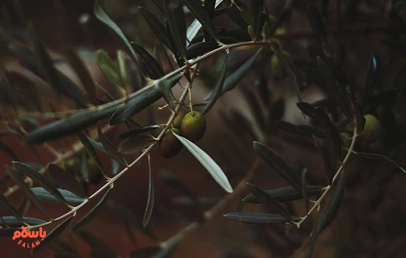خواص زیتون برای گوارش (معده و روده)