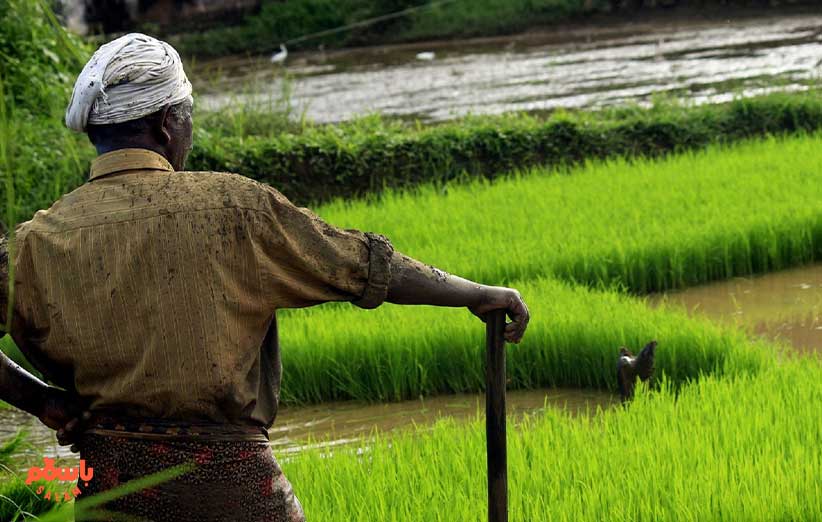 هند دومین تولیدکننده برنج دنیا