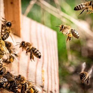 معرفی انواع فرآورده‌های زنبور عسل و خواص‌ آن‌ها