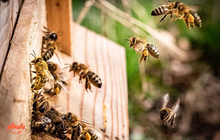 معرفی انواع فرآورده‌های زنبور عسل و خواص‌ آن‌ها