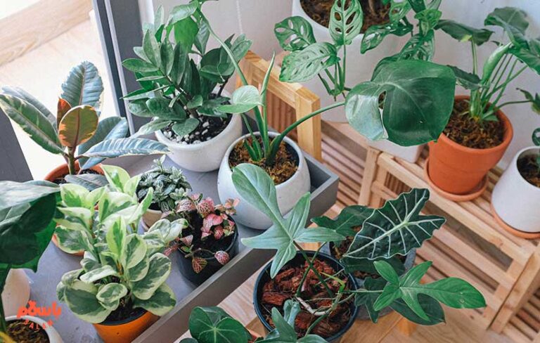 کدام گیاهان برای آپارتمان شما مناسبند؟ + راهنمای کامل با توجه به نور و شرایط منزل