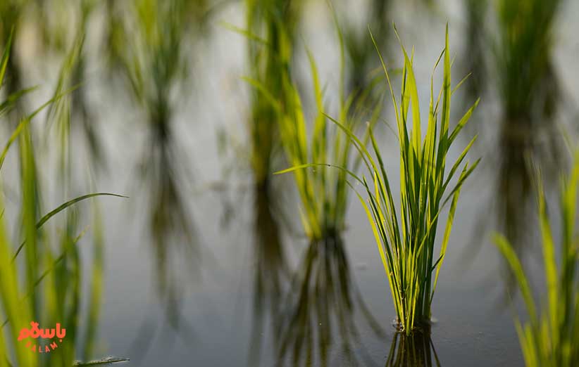 زمان کاشت و برداشت انواع برنج ایرانی
