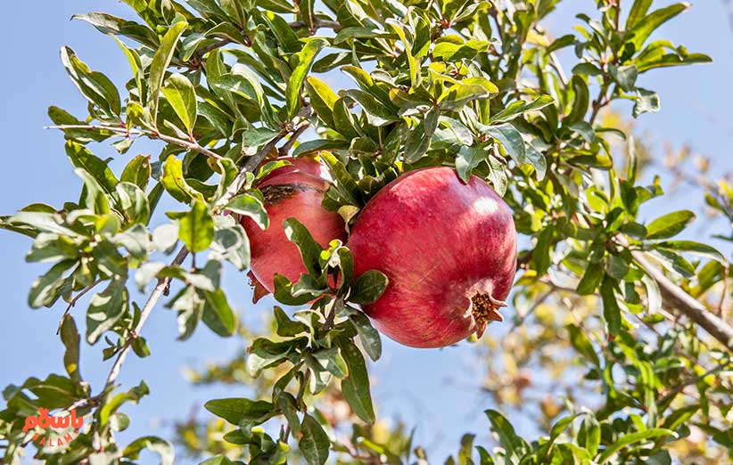 خواص انار برای لاغری