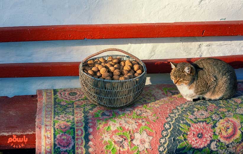 خواص گردو در کاهش استرس و تنظیم خواب 