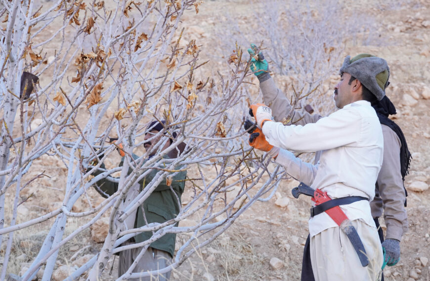 آقام می‌گفت انجیر میوه بهشتی است، میوه‌هایش را با وضو بچینید