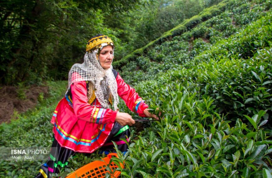 سفر به کارخانه چای مامان ماهرخ