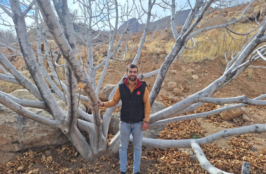 یک روز با پرفروش‌ترین انجیرفروش فضای مجازی استهبان