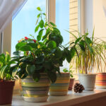 معرفی انواع گل و گیاه آپارتمانی سایه دوست و بدون نیاز به نور