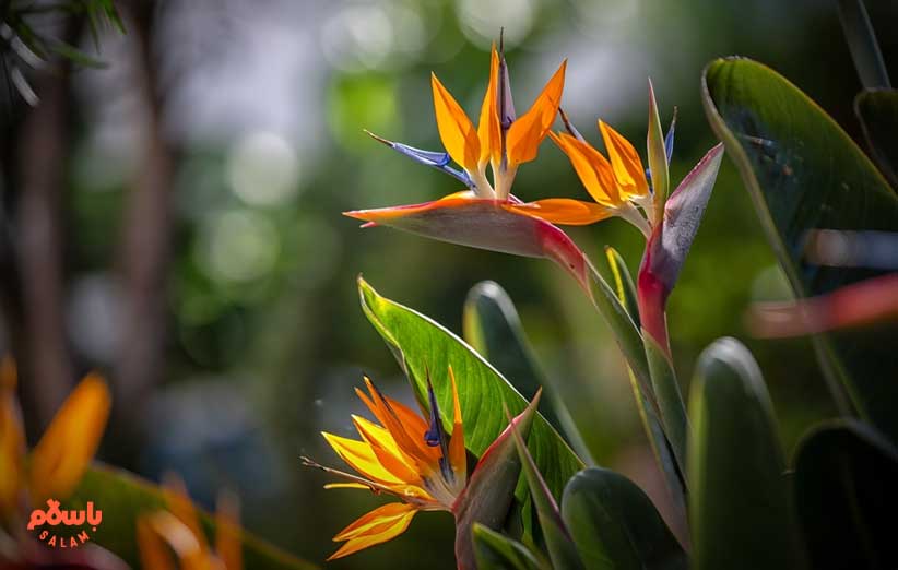 گل استرلیتزیا یا پرنده بهشتی (strelitzia reginae)