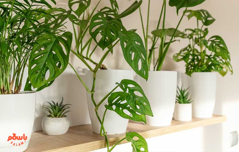گیاه برگ انجیری ابلیکوآ (Monstera Obliqua)