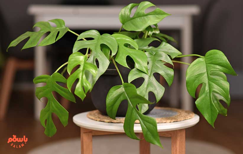 گیاه فیلودندرون مینی‌ما (Philodendron Minima)