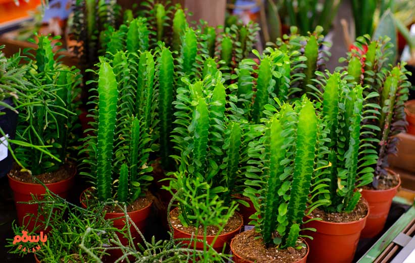 ساکولنت افوربیا اینگنس (euphorbia ingens)