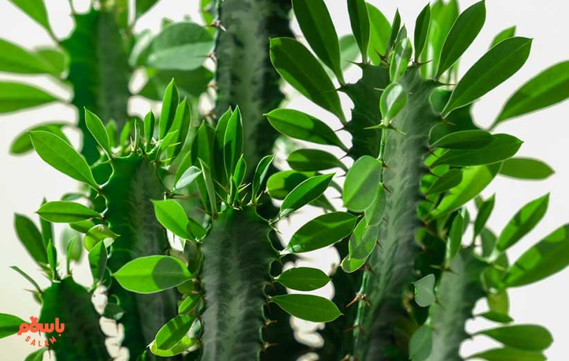 ساکولنت افوربیا اینگنس (euphorbia ingens)