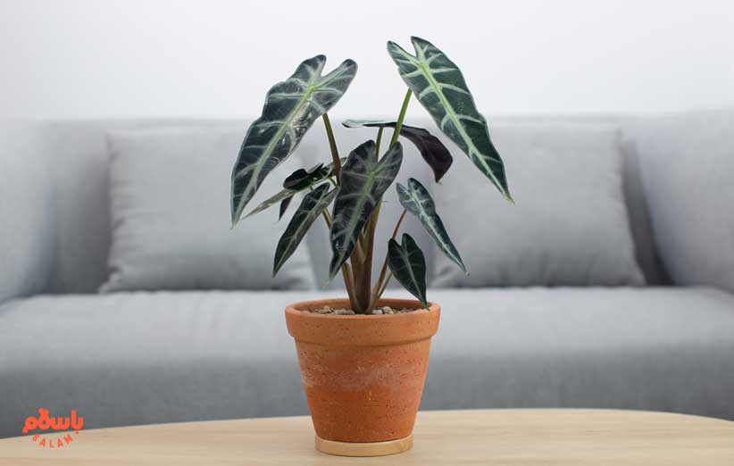 گیاه آلوکازیا آزلانی (Alocasia Azlanii)