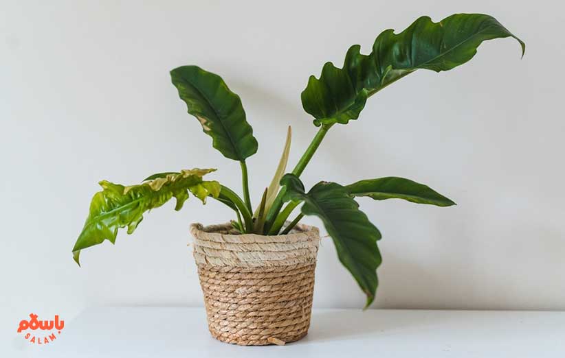 گیاه آپارتمانی فیلودندرون برگ کنگره‌ای (Philodendron Narrow)