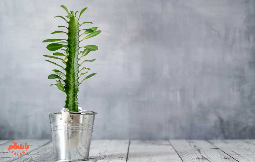 ساکولنت افوربیا اینگنس (euphorbia ingens)