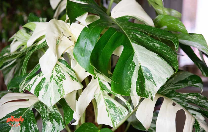 برگ انجیری ابلق (Variegated Monstresa Delicosa)