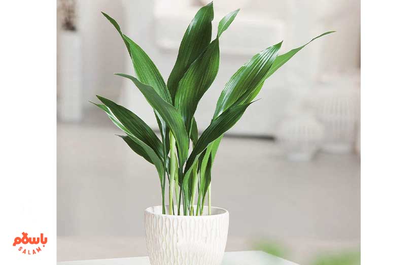 گیاه برگ عبایی (Cast Iron Plant)