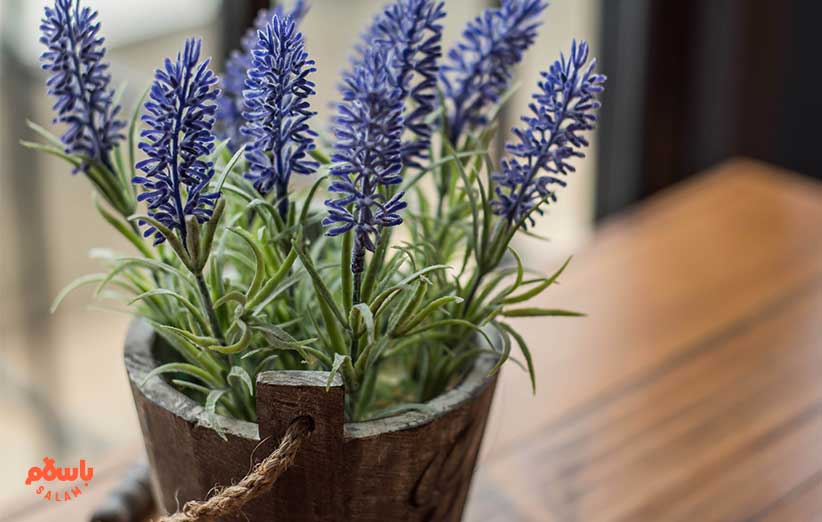 گیاه لوندر (Lavender)