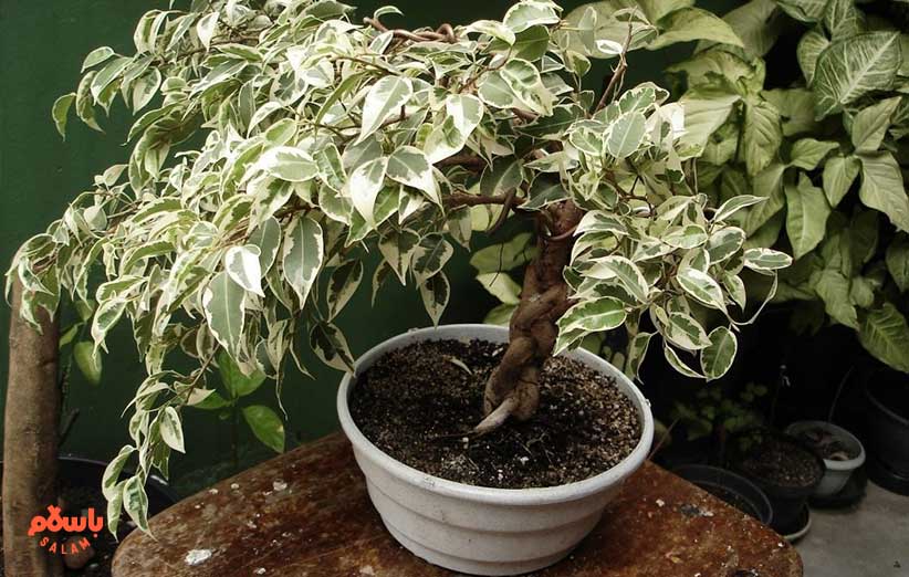 گیاه فیکوس بنجامین (Weeping Fig)