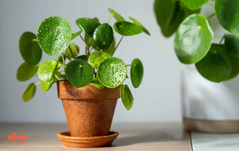 گیاه پول چینی (Pilea Pepromioides)
